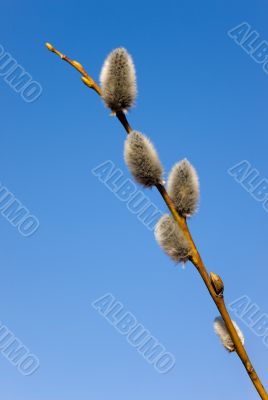 branch of a willow