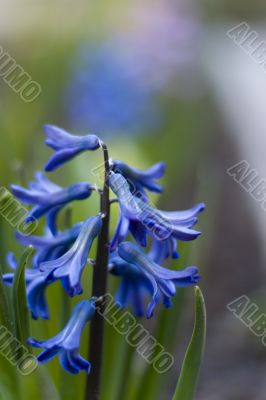 blue hyacinth