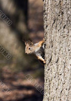 Curious squirrel