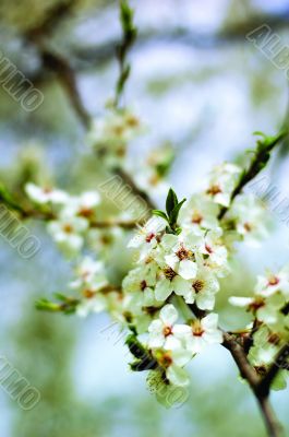 spring blossom