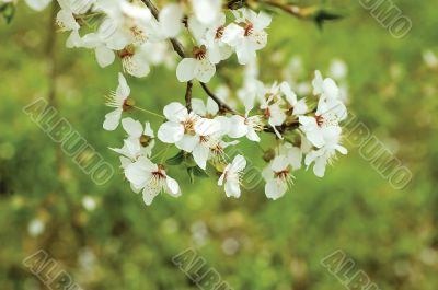 spring blossom