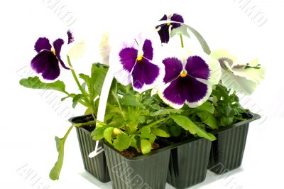 violet pansy`s sprouts in plastic boxes