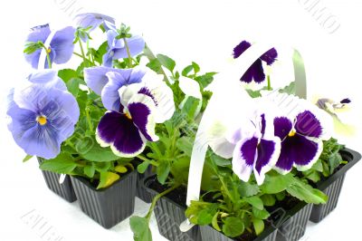 violet pansy`s sprouts in plastic boxes