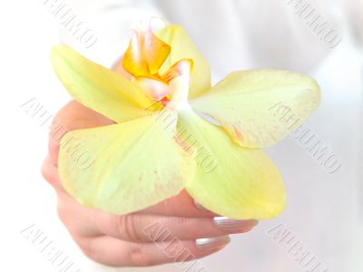 orchid in hand