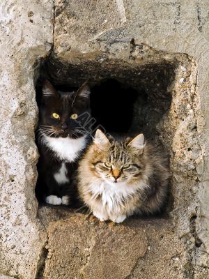 cats