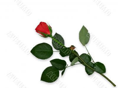 red rose