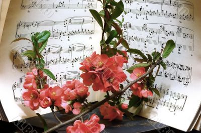Old music and chinees rose