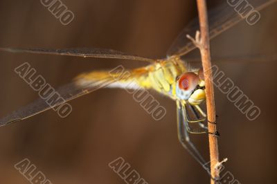 Dragonfly ( sympetrum sp )