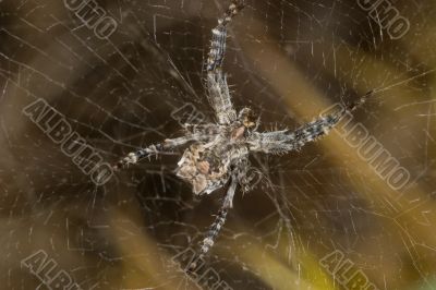 Spider -Cyrtophora citricola-