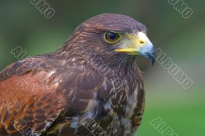 Harris`s falcon -Parabuteo unicintus-