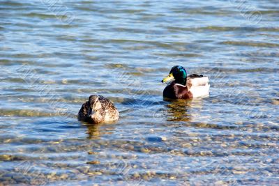 Duck couple on water