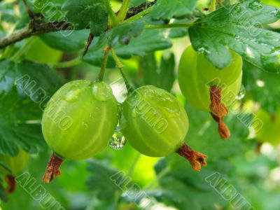 green gooseberries
