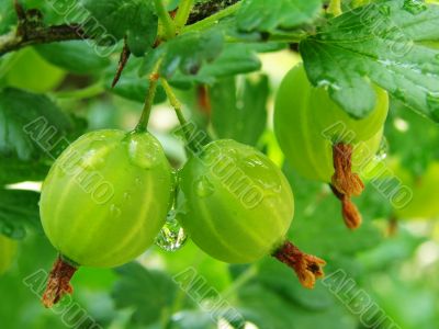 green gooseberries