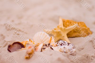 starfish and shells