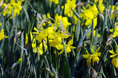 Bunch of yellow daffodils in the spring