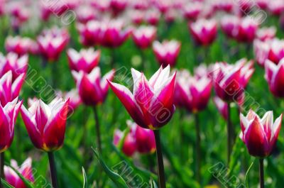 Field of Pink Tulips