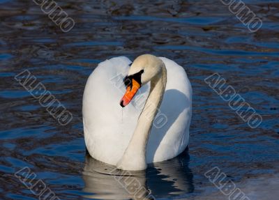swimming swan
