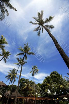Palm tree