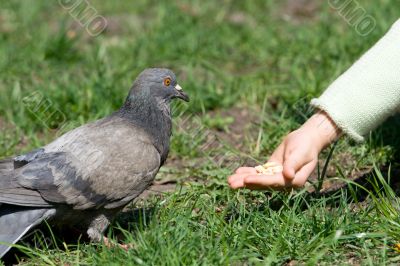 Child is feeding a bird