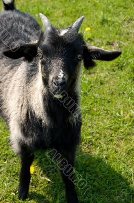Black goatling
