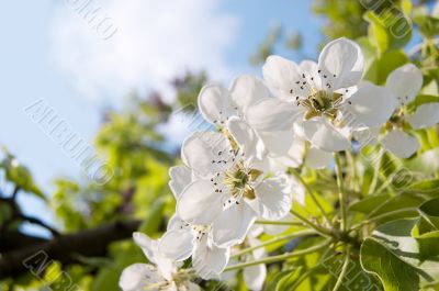 Bunch of cherry blossoms