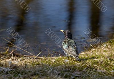 Starling on the bank