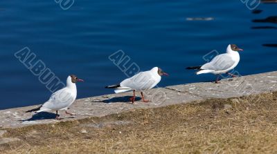 Three seagulls