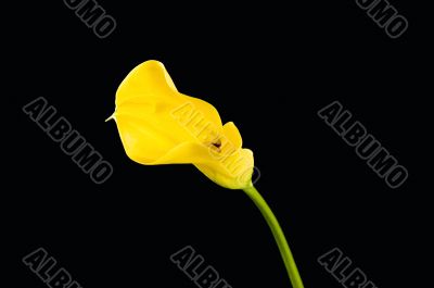 Yellow calla on the black background