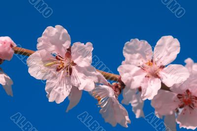 cherry plum tree flower