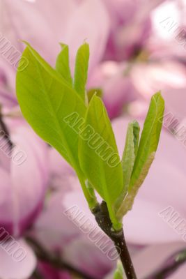 magnolia leaves