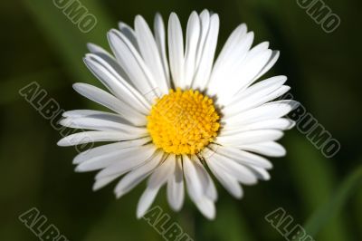 macro of a daisy