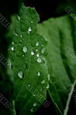 Wet Leaf