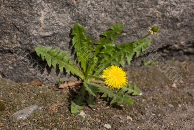 Dandelion in the spring