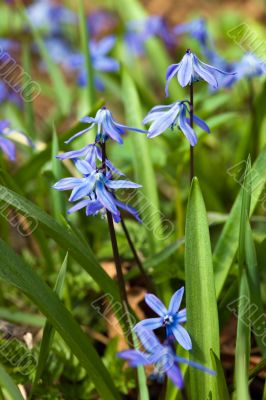 snowdrops in grass