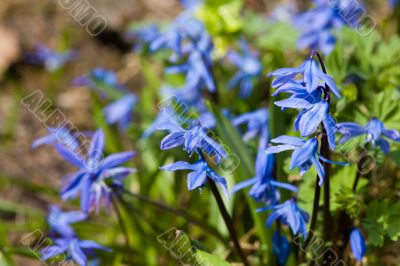 snowdrops