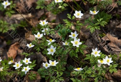 Blossoming anemone