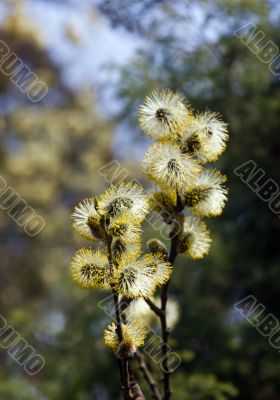 Branches of a blossoming willow
