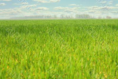 a field with grass