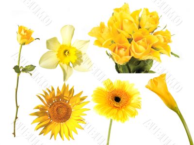 set of yeloow flowers