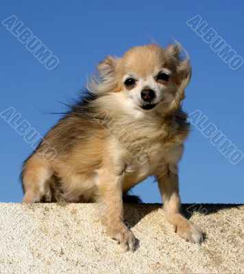 chihuahua