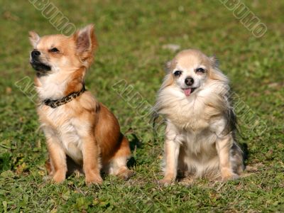 two chihuahuas