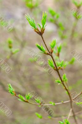 spring branch