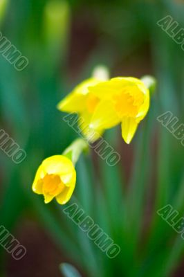 yellow narcissuses