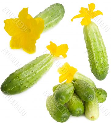 Mixed cucumbers