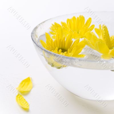 yellow flowers