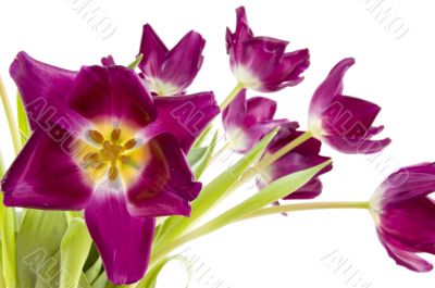 purple tulips on a white background