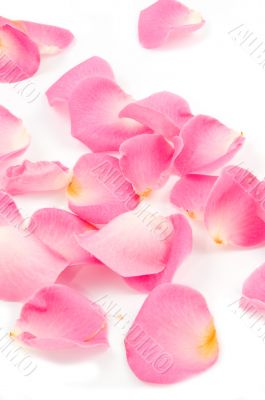 Lots of rose leafs on white background