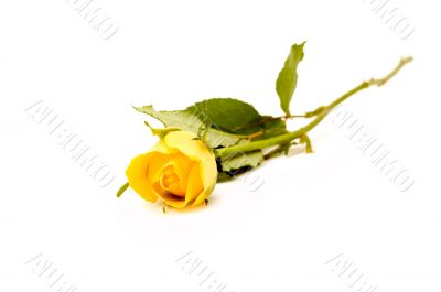 one yellow rose
