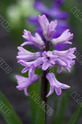 purple and blue hyacinth