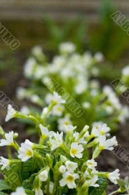 forest flowers